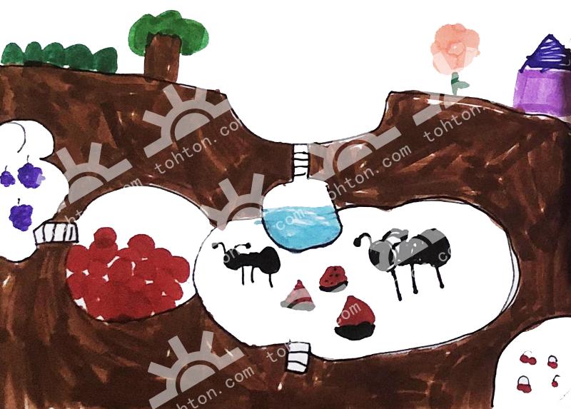 蚂蚁的地下王国